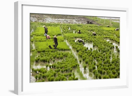 Tending the Rice Paddies, Shan State, Myanmar (Burma), Asia-Colin Brynn-Framed Photographic Print