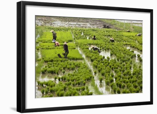 Tending the Rice Paddies, Shan State, Myanmar (Burma), Asia-Colin Brynn-Framed Photographic Print