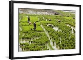 Tending the Rice Paddies, Shan State, Myanmar (Burma), Asia-Colin Brynn-Framed Photographic Print