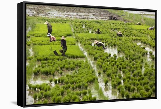 Tending the Rice Paddies, Shan State, Myanmar (Burma), Asia-Colin Brynn-Framed Stretched Canvas
