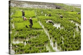 Tending the Rice Paddies, Shan State, Myanmar (Burma), Asia-Colin Brynn-Stretched Canvas