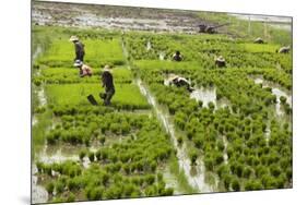 Tending the Rice Paddies, Shan State, Myanmar (Burma), Asia-Colin Brynn-Mounted Photographic Print