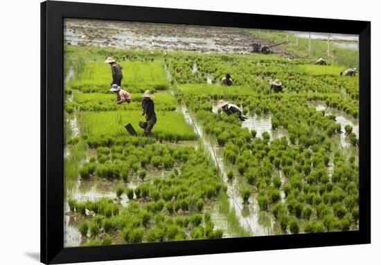 Tending the Rice Paddies, Shan State, Myanmar (Burma), Asia-Colin Brynn-Framed Photographic Print