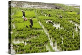 Tending the Rice Paddies, Shan State, Myanmar (Burma), Asia-Colin Brynn-Stretched Canvas