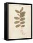 Tendril-Amy Melious-Framed Stretched Canvas