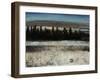 Tenebrous Trees-Tim O'toole-Framed Giclee Print