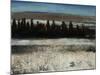 Tenebrous Trees-Tim O'toole-Mounted Giclee Print