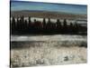 Tenebrous Trees-Tim O'toole-Stretched Canvas