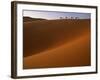 Tenere Desert, Camel Caravan Travelling Through the Air Mountains and Tenere Desert, Niger-Paul Harris-Framed Photographic Print