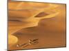 Tenere Desert, Camel Caravan Travelling Through the Air Mountains and Tenere Desert, Niger-Paul Harris-Mounted Photographic Print