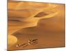 Tenere Desert, Camel Caravan Travelling Through the Air Mountains and Tenere Desert, Niger-Paul Harris-Mounted Photographic Print