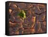 Tenere Desert, New Growth in the Tenere Desert, Niger-Paul Harris-Framed Stretched Canvas