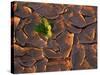 Tenere Desert, New Growth in the Tenere Desert, Niger-Paul Harris-Stretched Canvas