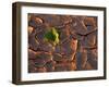 Tenere Desert, New Growth in the Tenere Desert, Niger-Paul Harris-Framed Photographic Print