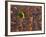 Tenere Desert, New Growth in the Tenere Desert, Niger-Paul Harris-Framed Photographic Print