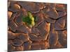 Tenere Desert, New Growth in the Tenere Desert, Niger-Paul Harris-Mounted Photographic Print