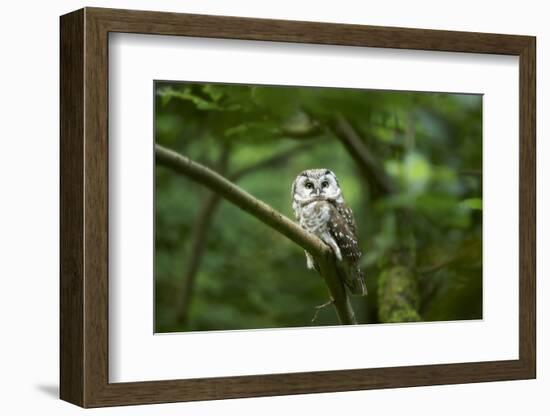 Tengmalm's owl, Aegolius funereus, branch, frontal, sit-David & Micha Sheldon-Framed Photographic Print