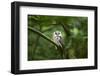 Tengmalm's owl, Aegolius funereus, branch, frontal, sit-David & Micha Sheldon-Framed Photographic Print