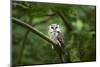 Tengmalm's owl, Aegolius funereus, branch, frontal, sit-David & Micha Sheldon-Mounted Photographic Print