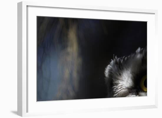 Tengmalm's Owl (Aegolius Funereus) Close-Up of Eye. Kuusamo Finland-Markus Varesvuo-Framed Photographic Print