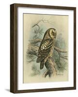 Tengmalm's Owl-F. w. Frohawk-Framed Art Print