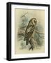 Tengmalm's Owl-F. w. Frohawk-Framed Art Print