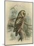 Tengmalm's Owl-F. w. Frohawk-Mounted Art Print