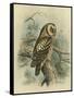 Tengmalm's Owl-F. w. Frohawk-Framed Stretched Canvas
