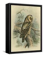 Tengmalm's Owl-F. w. Frohawk-Framed Stretched Canvas