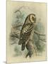 Tengmalm's Owl-F. w. Frohawk-Mounted Art Print