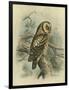 Tengmalm's Owl-F. w. Frohawk-Framed Art Print