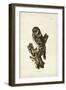 Tengmalm's Owl-John Selby-Framed Art Print