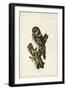 Tengmalm's Owl-John Selby-Framed Art Print