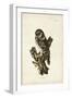 Tengmalm's Owl-John Selby-Framed Art Print