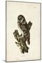 Tengmalm's Owl-John Selby-Mounted Art Print
