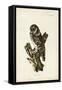 Tengmalm's Owl-John Selby-Framed Stretched Canvas