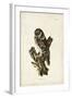 Tengmalm's Owl-John Selby-Framed Art Print