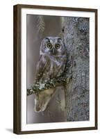 Tengmalms Owl (Aegolius Funereus) Perched in Tree, Bergslagen, Sweden, June 2009-Cairns-Framed Premium Photographic Print