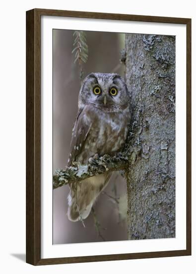Tengmalms Owl (Aegolius Funereus) Perched in Tree, Bergslagen, Sweden, June 2009-Cairns-Framed Premium Photographic Print