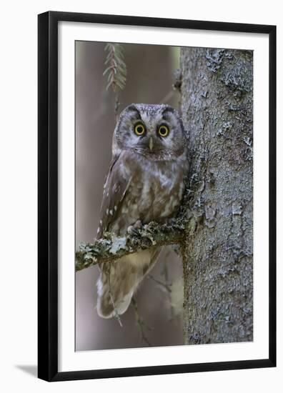 Tengmalms Owl (Aegolius Funereus) Perched in Tree, Bergslagen, Sweden, June 2009-Cairns-Framed Premium Photographic Print
