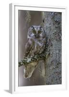 Tengmalms Owl (Aegolius Funereus) Perched in Tree, Bergslagen, Sweden, June 2009-Cairns-Framed Premium Photographic Print