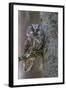 Tengmalms Owl (Aegolius Funereus) Perched in Tree, Bergslagen, Sweden, June 2009-Cairns-Framed Premium Photographic Print