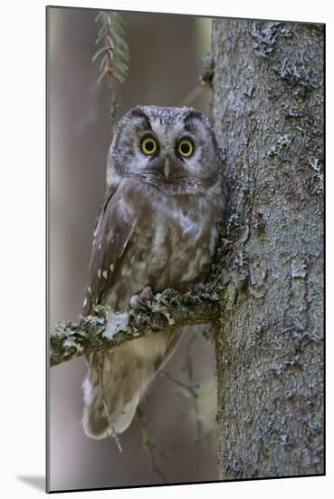 Tengmalms Owl (Aegolius Funereus) Perched in Tree, Bergslagen, Sweden, June 2009-Cairns-Mounted Photographic Print