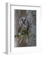 Tengmalms Owl (Aegolius Funereus) Perched in Tree, Bergslagen, Sweden, June 2009-Cairns-Framed Photographic Print