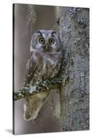 Tengmalms Owl (Aegolius Funereus) Perched in Tree, Bergslagen, Sweden, June 2009-Cairns-Stretched Canvas