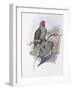 Tenimber Parrot-John Gould-Framed Giclee Print