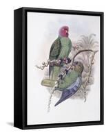 Tenimber Parrot-John Gould-Framed Stretched Canvas