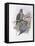 Tenimber Parrot-John Gould-Framed Stretched Canvas