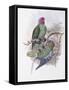 Tenimber Parrot-John Gould-Framed Stretched Canvas