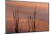 Tennessee, Falls Creek Falls State Park. Sunrise on Cattails in Lake-Don Paulson-Mounted Photographic Print